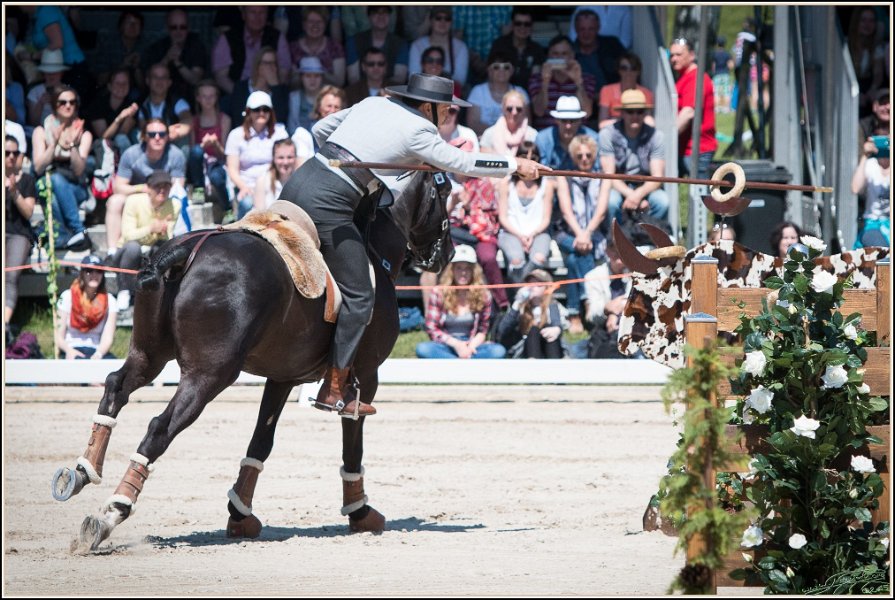 Pferd International 088